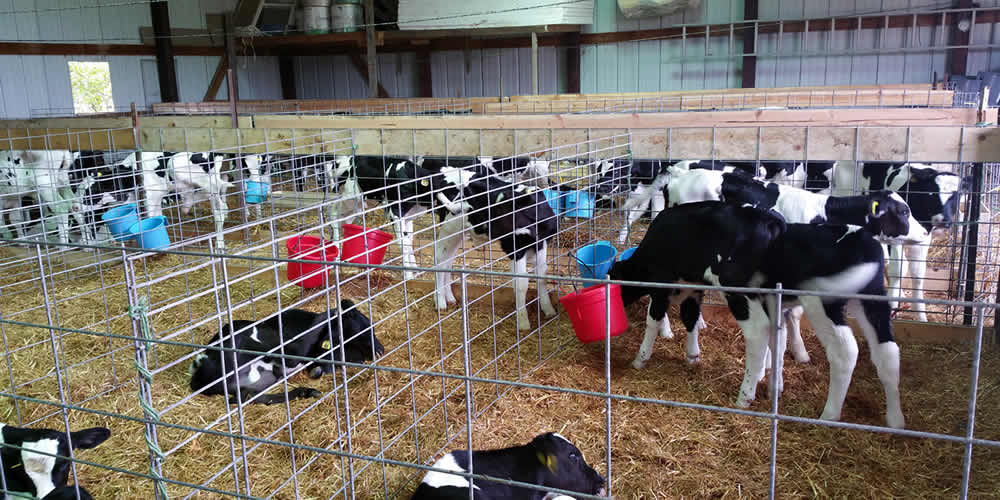 Calves for Sale from Full Throttle Farms Spencer WI