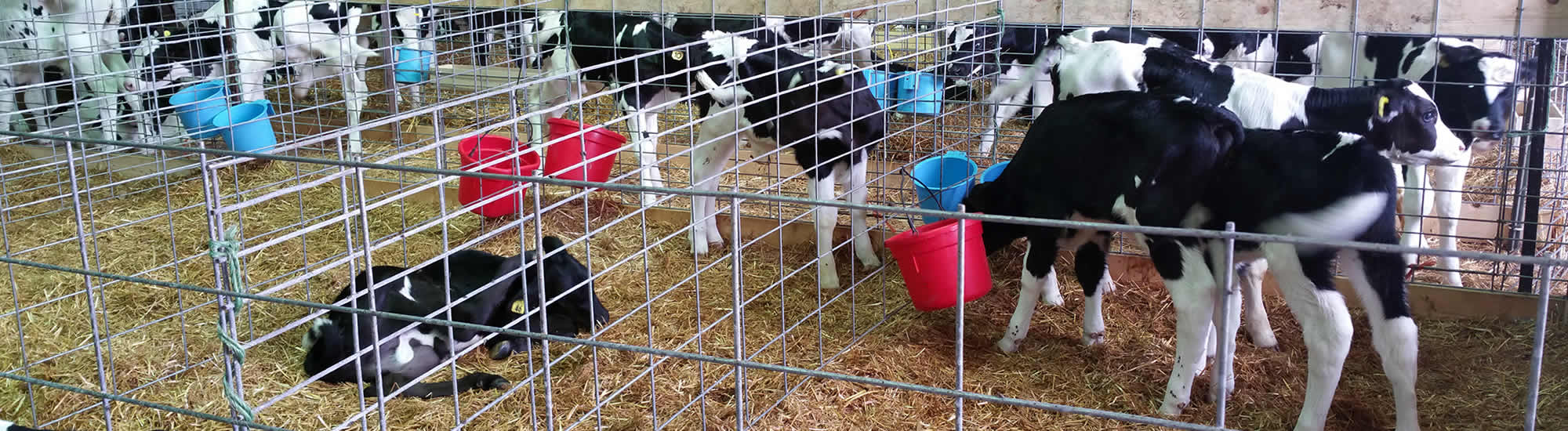 Calves for Sale from Full Throttle Farms Spencer WI