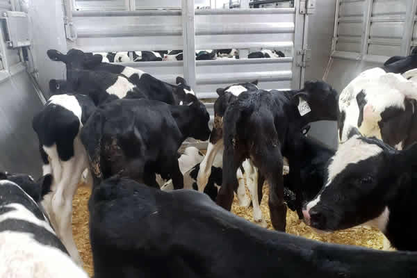 Dairy Calves for Sale Wisconsin