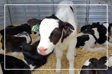 Dairy Calves For Sale